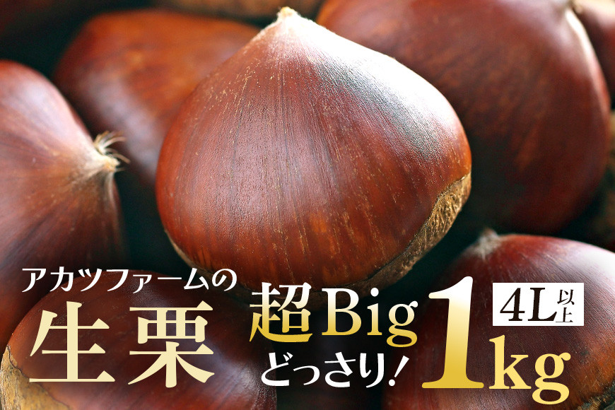 アカツファームの生栗 超特大 メガマロン 4Lサイズ以上 1kg 栗 笠間 栗 くり 生栗 特大 大きい 大粒 国産 国産栗 和栗 甘栗 栗ご飯 栗きんとん 栗おこわ 甘露煮 マロン 秋 旬 おやつ スイーツ きんとん 保存料不使用 無添加 ギフト 茨城県 笠間市