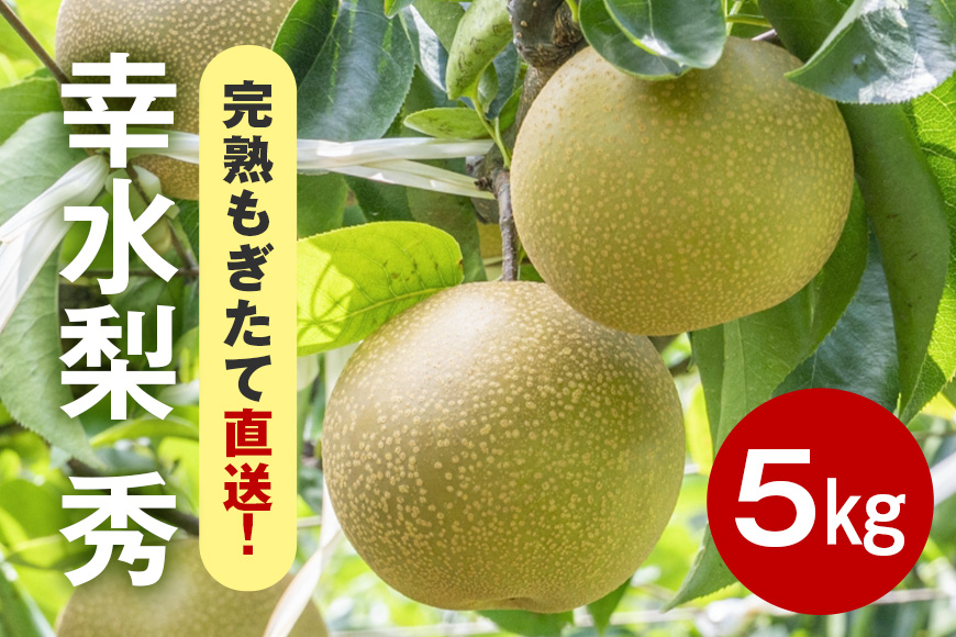 幸水 梨 秀 5kg 10～16個入 (アカツファーム)  ナシ なし 幸水梨 ギフト 贈答用 秀品 【先行販売/8月中旬から発送】 産地 茨城  笠間  完熟 甘い 秋 旬 果物 フルーツ 果汁 新鮮 デザート くだもの ジューシー 秋の味覚 旬の果物 産地直送 茨城県 笠間市
