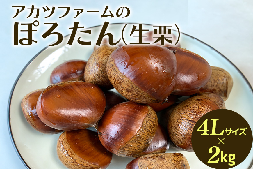 アカツファーム の ぽろたん（ 生栗 ） 超特大 4Lサイズ 2kg 栗 笠間 くり クリ 特大 大きい 大粒 国産 国産栗 和栗 甘栗 栗ご飯 栗きんとん 栗おこわ 甘露煮 マロン 秋 旬 おやつ スイーツ きんとん 保存料不使用 無添加 ギフト 茨城県 笠間市