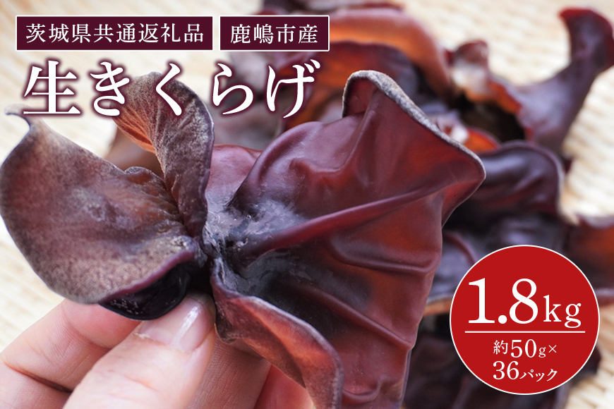 きくらげ　1パック50g×36パック（茨城県共通返礼品・鹿嶋市産）