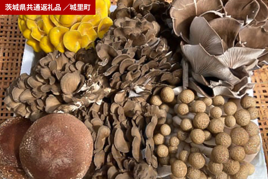 きのこの詰め合わせSサイズ（茨城県共通返礼品・城里町産）