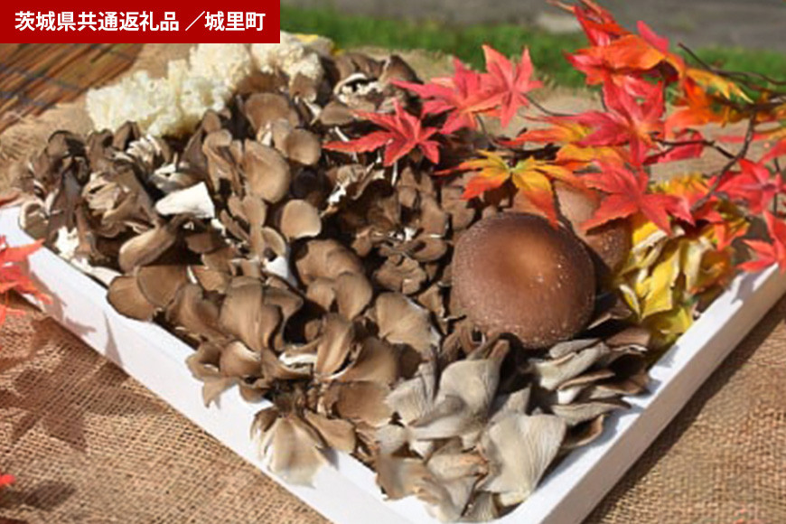 きのこの詰め合わせ　 Mサイズ（茨城県共通返礼品・城里町産）