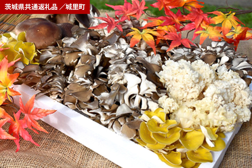 きのこの詰め合わせ 　Ｌサイズ（茨城県共通返礼品・城里町産）