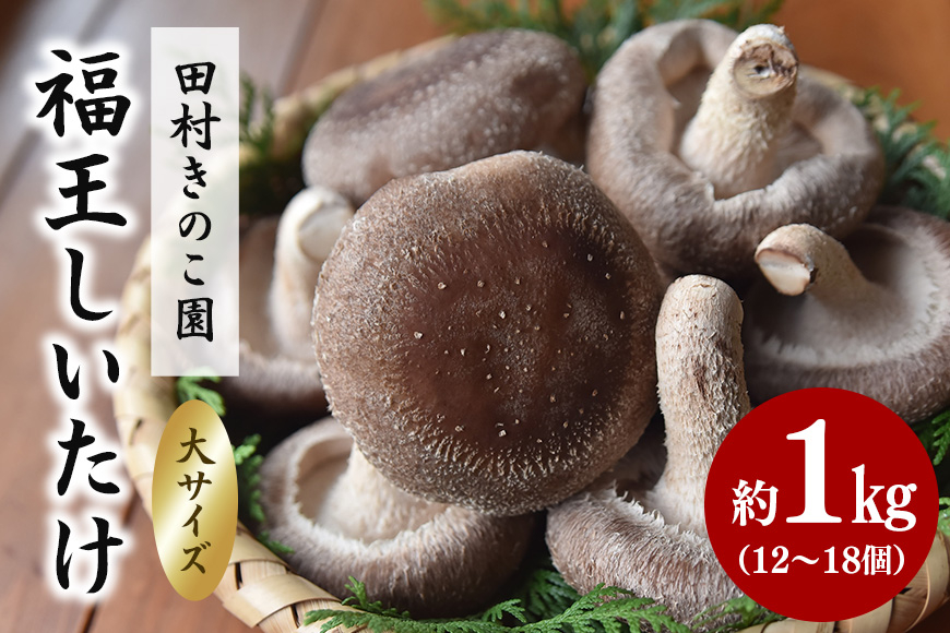【先行販売/2025年10月中旬～発送】福王しいたけ 大サイズ 約1kg しいたけ 椎茸