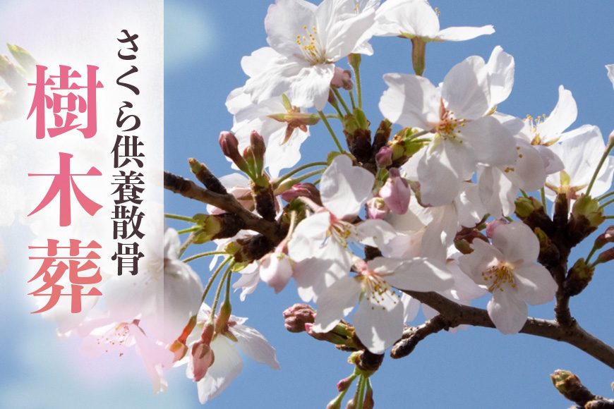 自然供養のカンシャ 樹木葬　さくら供養散骨