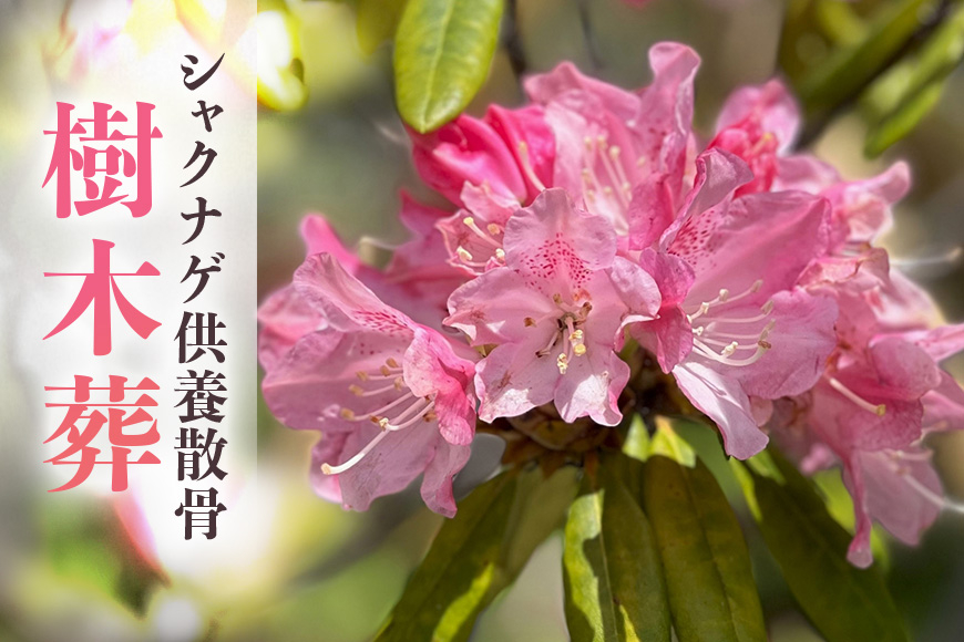 自然供養のカンシャ 樹木葬　シャクナゲ供養散骨