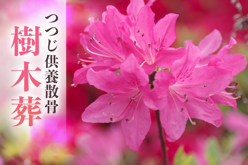 自然供養のカンシャ 樹木葬　つつじ供養散骨