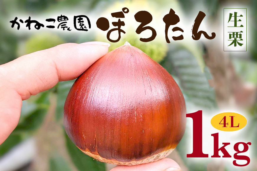 笠間の栗・かねこ農園の生栗「ぽろたん」1kg（4L） 栗 クリ くり 生栗 茨城県 笠間市