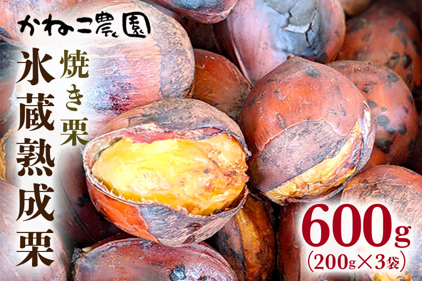 【数量限定・期間限定】笠間の栗・かねこ農園の焼き栗 200g×3袋 栗 クリ くり 焼栗 茨城県 笠間市 ＜12月31日まで受付＞