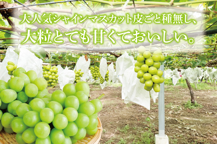 【先行予約】【2026年8月下旬順次発送開始】シャインマスカット2～3房（約1.5kg）【茨城県共通返礼品：下妻市】│ フルーツ 果物 ぶどう 種なし 大粒 数量限定 茨城県（BJ001）