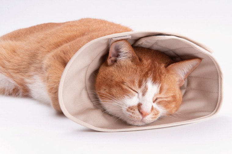ぽぽねこ 軽くて柔らかい猫用エリザベスカラー 傷口が見えにくい・ソフト・軽量タイプ・ペット用品(BP013)