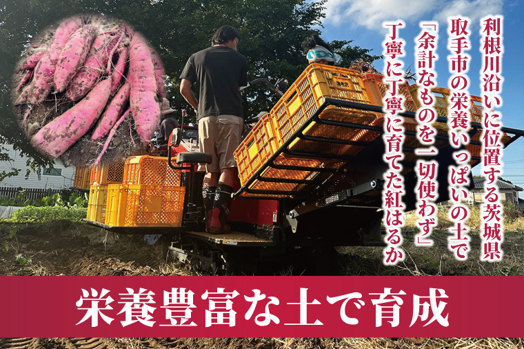 【2026年2月より順次発送】冷凍焼き芋 約1kg（紅はるか）｜焼き芋 やきいも 焼きいも さつまいも 紅はるか サツマイモ 先行予約 予約 茨城県 取手市（AS008）