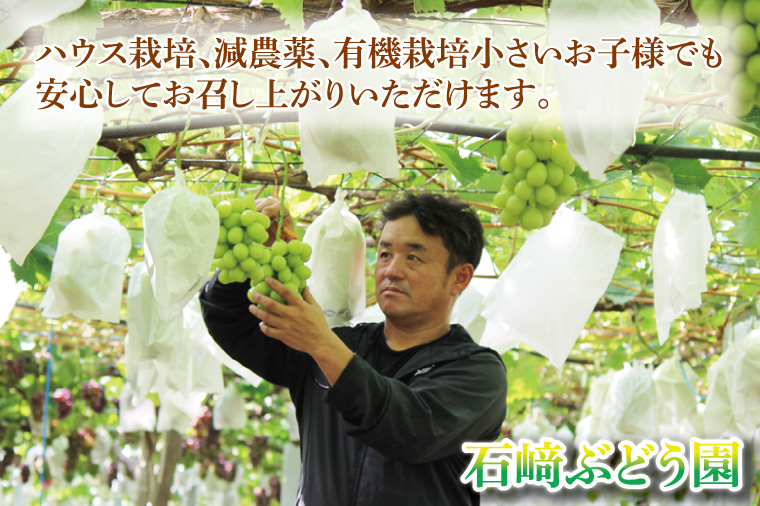 【先行予約】【2026年8月下旬順次発送開始】シャインマスカット2～3房（約1.5kg）【茨城県共通返礼品：下妻市】│ フルーツ 果物 ぶどう 種なし 大粒 数量限定 茨城県（BJ001）