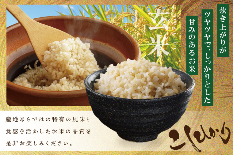 【数量限定】R7年産 コシヒカリ 玄米30kg|お米 米 こしひかり コシヒカリ 玄米 茨城県 取手市（BQ002）