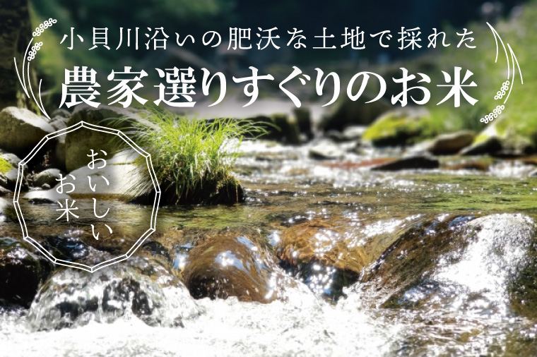 【数量限定】R7年産取手市産コシヒカリ 精米5kg|お米 米 こしひかり コシヒカリ 新米 白米 茨城県 取手市（BS001）