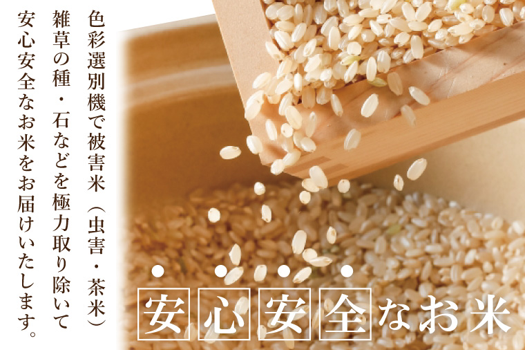 【数量限定】R7年産取手市産コシヒカリ 玄米20kg（5kg×4袋）|お米 米 こしひかり コシヒカリ 玄米 茨城県 取手市（BS015）