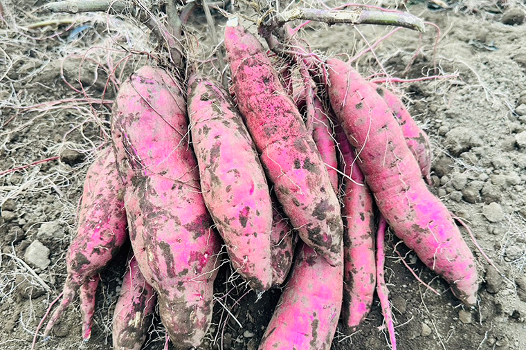 【先行予約】【10月中旬以降より順次発送】訳アリ 茨城県産金時 約5kg｜さつまいも 芋 サツマイモ 金時 訳あり わけあり 茨城県 取手市（AS010-1）