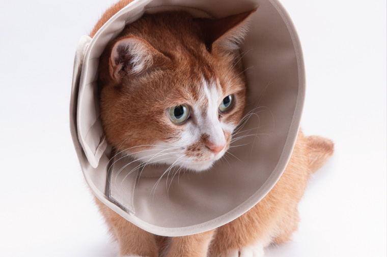 ぽぽねこ 軽くて柔らかい猫用エリザベスカラー 傷口が見えにくい・ソフト・軽量タイプ・ペット用品(BP013)