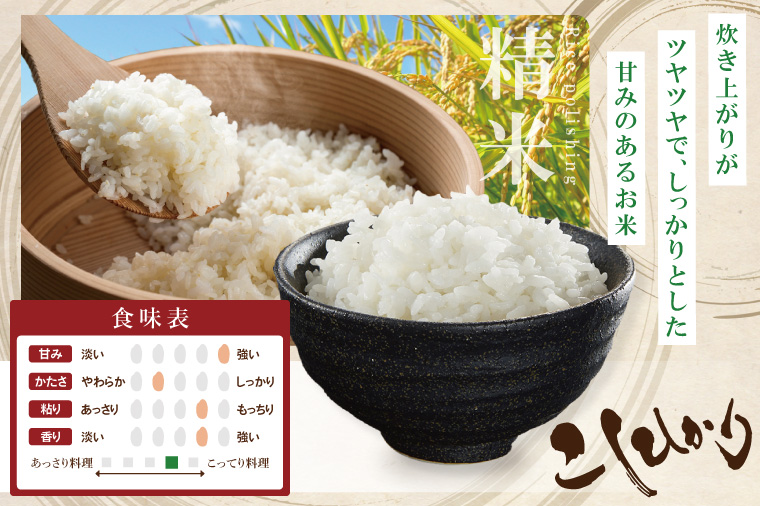 【数量限定】R7年産取手市産コシヒカリ 精米10kg（5kg×2袋）|お米 米 こしひかり コシヒカリ 白米 茨城県 取手市（BS002）