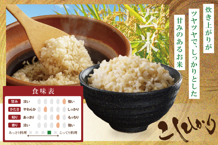 【数量限定】R7年産取手市産コシヒカリ 玄米10kg（5kg×2袋）|お米 米 こしひかり コシヒカリ 玄米 茨城県 取手市（BS004）