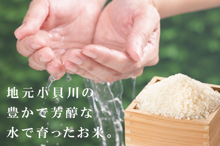 【数量限定】R7年産取手市産あきたこまち 無洗米10kg（5kg×2袋）|お米 米 白米 茨城県 取手市（BS014）