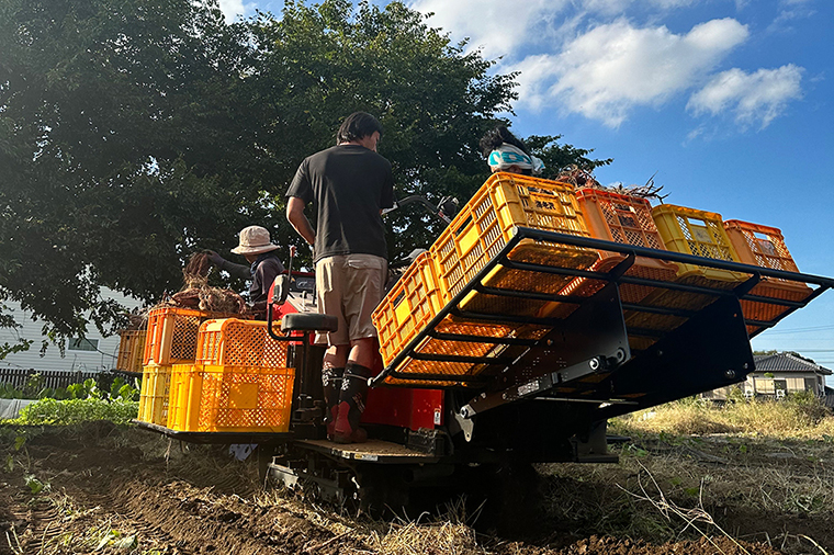 【2026年2月より順次発送】紅はるか 干し芋【干されちゃいました】100g×8袋｜干し芋 ほしいも 干しいも さつまいも 紅はるか サツマイモ 先行予約 予約 茨城県 取手市（AS002-1）