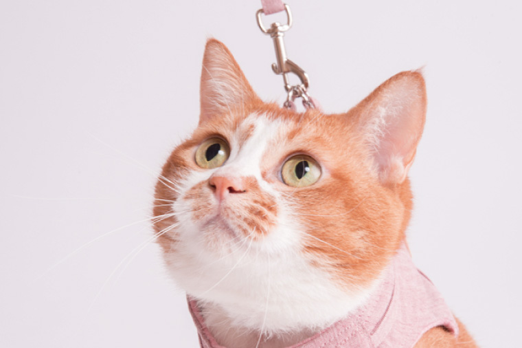 ぽぽねこ 猫に優しいベスト型ハーネス・リード付き（国産・オーガニックコットン・着せやすく脱げにくい）ペット用品(BP010)