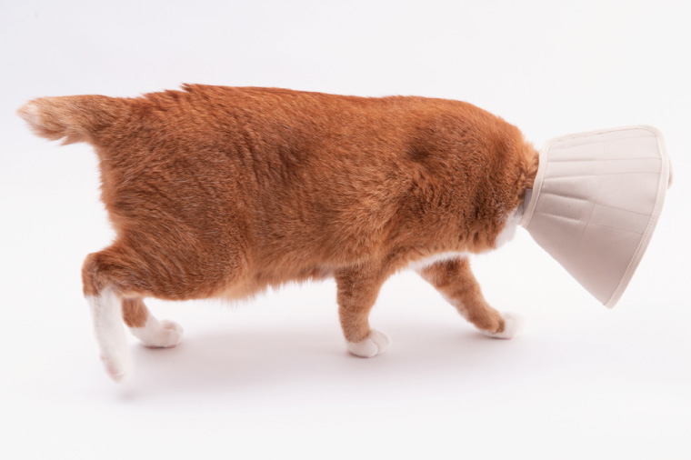 ぽぽねこ 軽くて柔らかい猫用エリザベスカラー 傷口が見えにくい・ソフト・軽量タイプ・ペット用品(BP013)