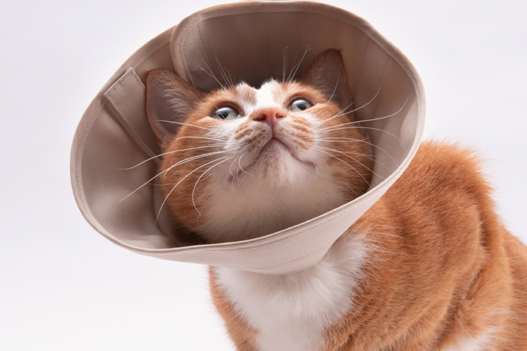 ぽぽねこ 軽くて柔らかい猫用エリザベスカラー 傷口が見えにくい・ソフト・軽量タイプ・ペット用品(BP013)