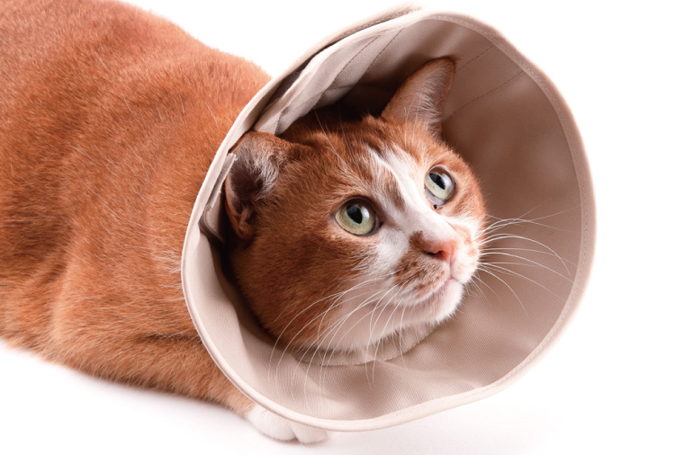 ぽぽねこ 軽くて柔らかい猫用エリザベスカラー 傷口が見えにくい・ソフト・軽量タイプ・ペット用品(BP013)