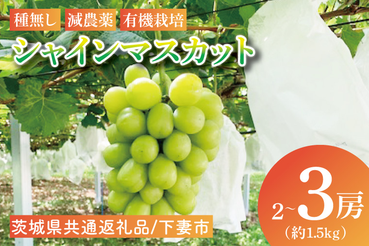 【先行予約】【2026年8月下旬順次発送開始】シャインマスカット2～3房（約1.5kg）【茨城県共通返礼品：下妻市】│ フルーツ 果物 ぶどう 種なし 大粒 数量限定 茨城県（BJ001）