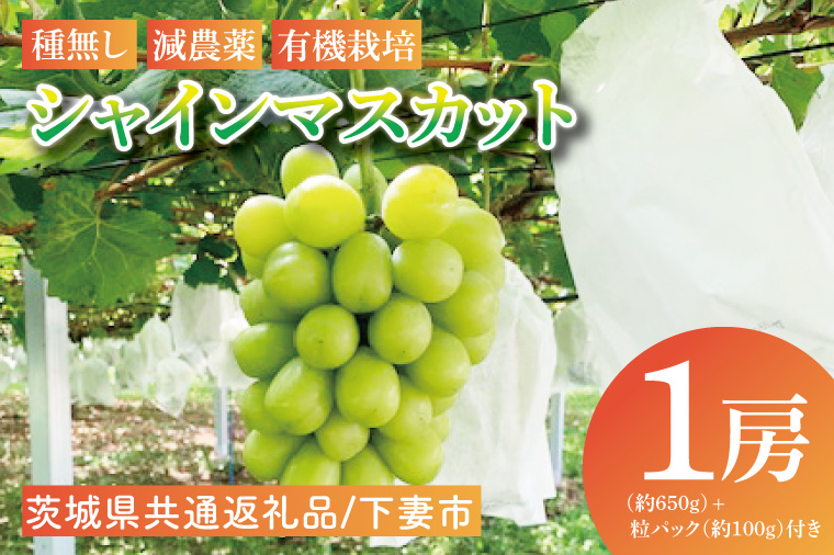 【先行予約】【2026年8月下旬順次発送開始】シャインマスカット1房（約650g）＋粒パック約100g付き【茨城県共通返礼品：下妻市】│ フルーツ 果物 ぶどう 種なし 大粒 数量限定 茨城県（BJ002）