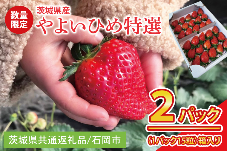【先行予約】【2026年2月より順次発送】いちご やよいひめ特選2パック【茨城県共通返礼品／石岡市】│ フルーツ 果物 数量限定 茨城県（BK001）