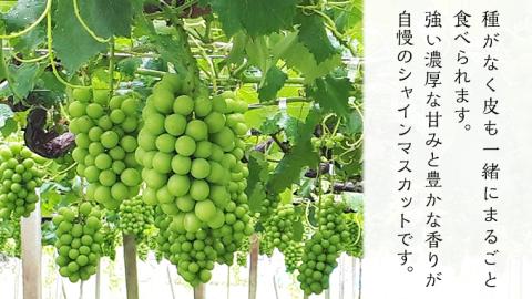 《 先行予約 》 シャインマスカット 2房 約 1.3 ～ 1.5kg （ 茨城県共通返礼品： かすみがうら市 ）【 2024年 9月発送 】 フルーツ 果物 マスカット ぶどう 葡萄 ブドウ 旬