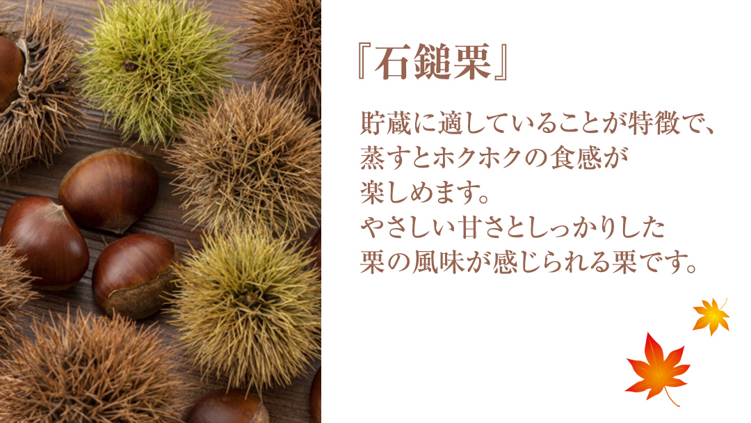 《 先行予約 》 栗 2kg （ 1kg × 2袋 ） 茨城県産 貯蔵 石鎚栗 生栗 くり クリ マロン 栗ご飯 栗ごはん 果物 フルーツ 冬 正月 おせち いしづち JA全農いばらき JA 【 2026年1月20日以降発送開始 】