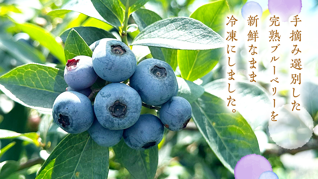 冷凍 完熟 ブルーベリー 1,050g（ 350g × 3パック ） 数量限定 ベリー 甘い 甘酸っぱい 完熟 新鮮 フルーツ 果物