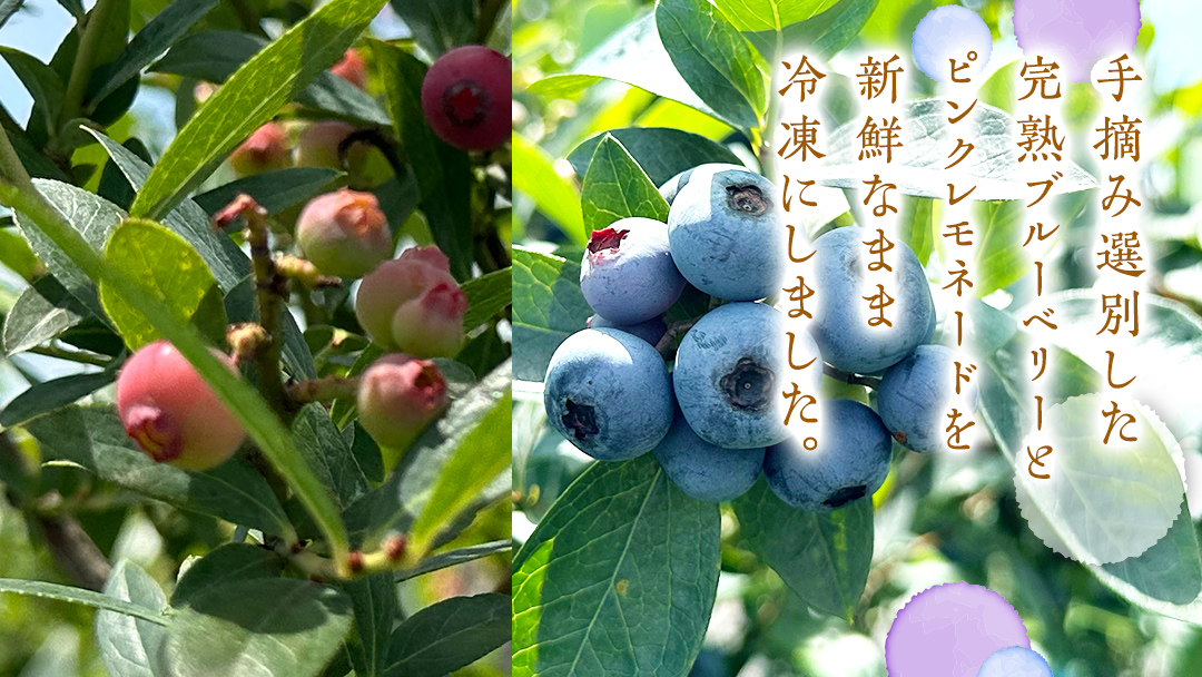 【 数量限定 】 冷凍 完熟 ブルーベリー 700g と ピンクレモネード 350g の 詰合せ セット 食べ比べ (1パックあたり 350g ) ベリー 甘い 甘酸っぱい 完熟 新鮮 フルーツ 果物 くだもの 贈り物 贈答 ギフト 国産 茨城 農園 産地直送