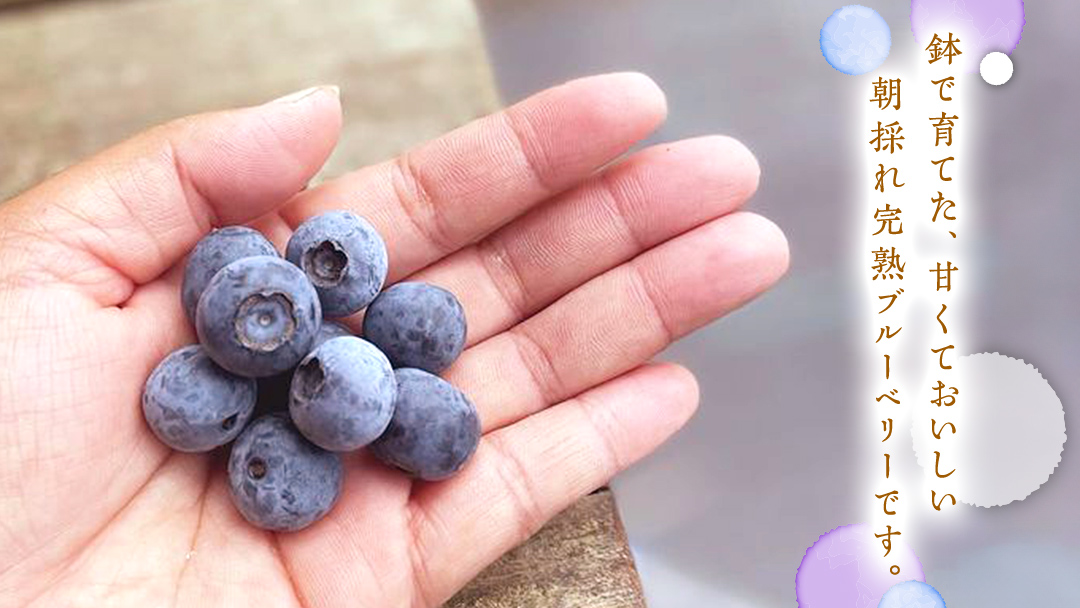 【 訳あり 】 朝採れ 完熟 ブルーベリー 1050g ( 350g × 3パック ) 【 2026年 7月中旬頃より発送開始 】 ぶるーべりー フルーツ 果物 くだもの 新鮮 ベリー 小分け 朝どり 国産 生 規格外 不揃い