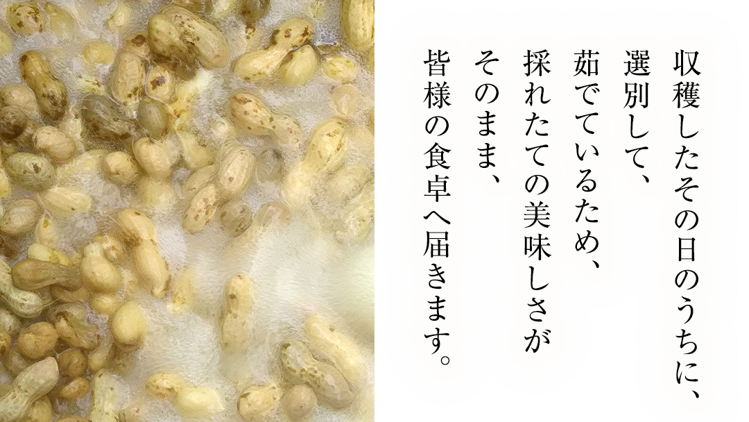 牛久市産 茹で 落花生 300g × 3袋 セット 計900g 茹で落花生 ゆで落花生 ピーナッツ ナッツ 詰合せ 豆 無塩 塩分不使用 おつまみ おやつ お菓子 素焼き マメ まめ 料理 お茶漬け 国産 小分け お取り寄せ グルメ 茨城県