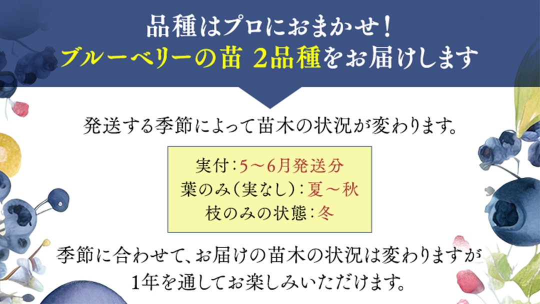 ブルーベリー の 苗 2品種セット （品種おまかせ） ラビットアイ系 ハイブッシュ系サザン サザンハイブッシュ系 苗 庭木 果樹 ガーデニング