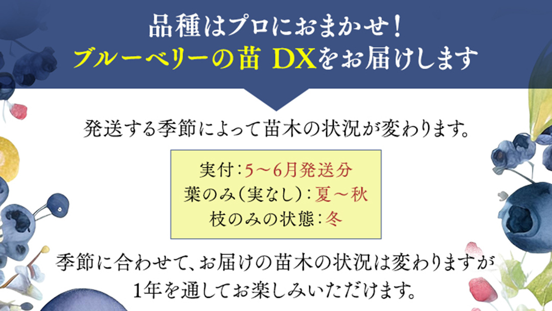 ブルーベリー の 苗 DX 1品種 （品種おまかせ） ラビットアイ系 ハイブッシュ系サザン サザンハイブッシュ系 苗 庭木 果樹 ガーデニング