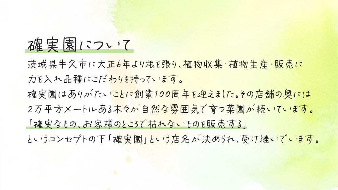 アラレア グリーンエレガンス 5号ポット 1点 家庭 で 園芸 鉢植え 苗 庭木 果樹 ガーデニング 植物 確実園 観葉植物 インテリア 植木鉢