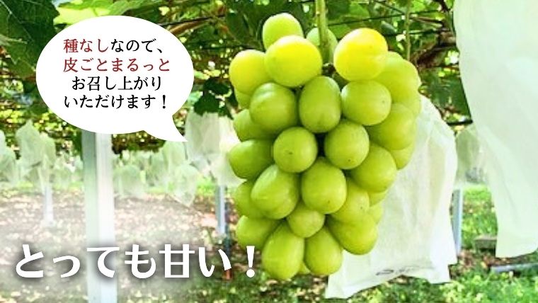 《 先行予約 》 シャインマスカット 1房 ( 約650g + 粒パック 約100g付 )【2026年8月下旬頃発送開始】 ( 共通返礼品：下妻市 ) フルーツ 果物 マスカット ぶどう 葡萄 ブドウ 旬 国産 産地直送 化粧箱 ギフト 【石﨑ぶどう園】