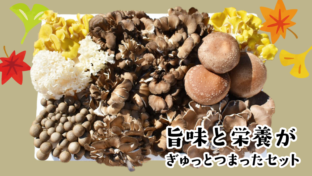 きのこ の 詰め合わせ Mサイズ ( 約1.5kg ) （茨城県共通返礼品：城里町） キノコ セット 野菜 低カロリー ダイエット デトックス バラエティ セット 新鮮