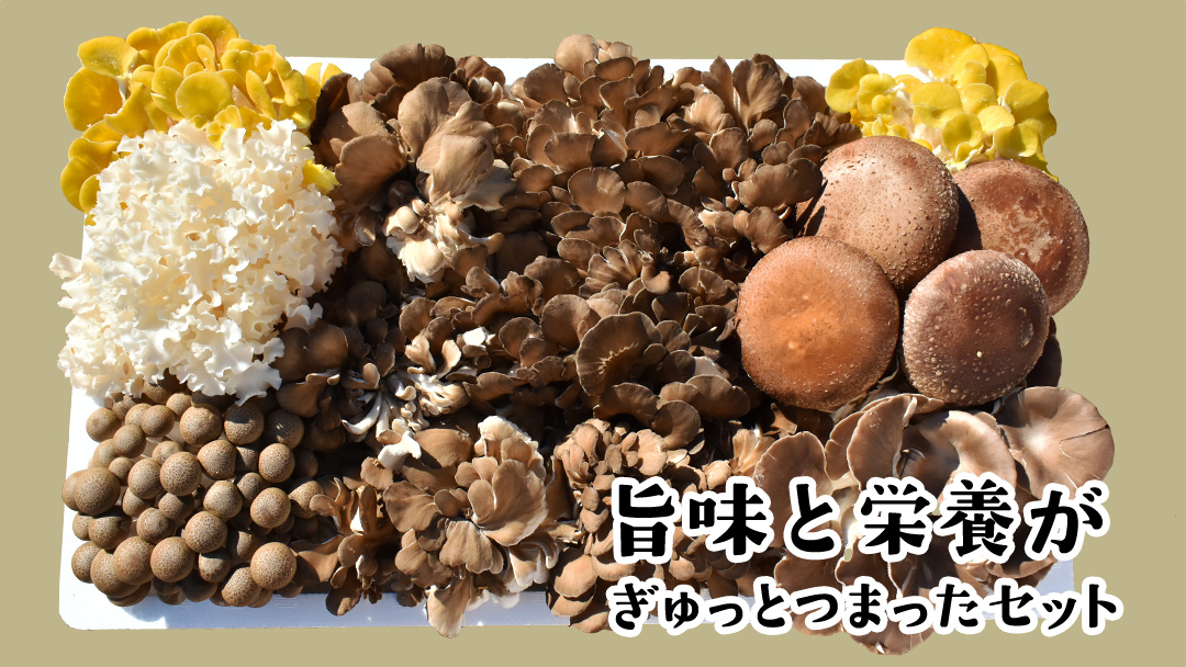 きのこ の 詰め合わせ Lサイズ( 約2kg ) （茨城県共通返礼品：城里町） キノコ セット 野菜 低カロリー ダイエット デトックス バラエティ セット 新鮮