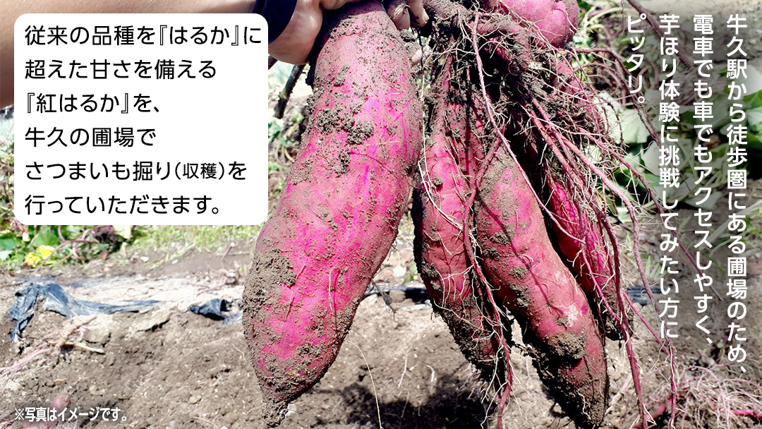 牛久 の『美味しい さつまいも』苗植え・収穫体験付【 苗植え体験 ・ さつまいも掘り ・ 配送付 】3点セット の 体験チケット ( 紅はるか 12kg収穫保証付 ) 体験 収穫 野菜 やさい 芋堀 いもほり 紅はるか