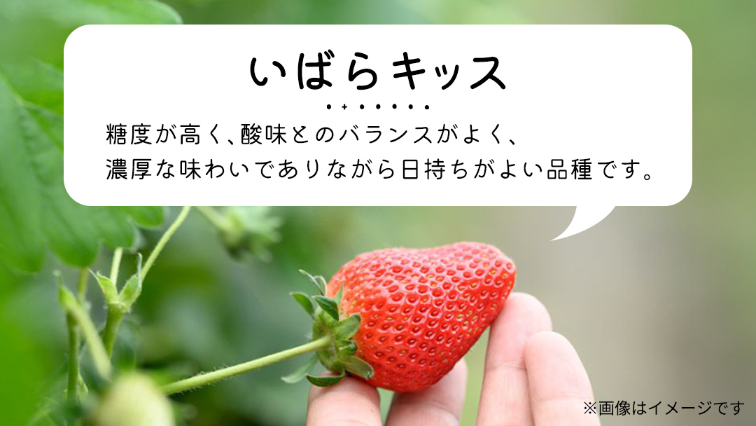 【 先行予約 】 【 定期コース 】 厳選 いちご 2パック 【 毎月 第1木曜に全3回発送 初回発送 2026年1月8日 】 ( 茨城県共通返礼品 : 常陸太田市 ) 約260g×2パック いばらキッス ひたち姫 やよいひめ から 厳選して お届け 定期便 いちご 数量限定 果物 くだもの フルーツ 苺 イチゴ 数量限定