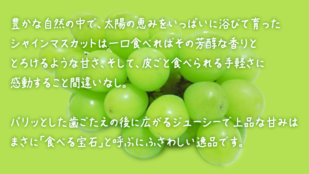 【 お中元 】『 シャインマスカット の宝石箱 (18粒) 』【2026年7月上旬発送開始】(茨城県共通返礼品：大子町) ぶどう 葡萄 マスカット フルーツ 果物 贈答用 ギフト 贈り物