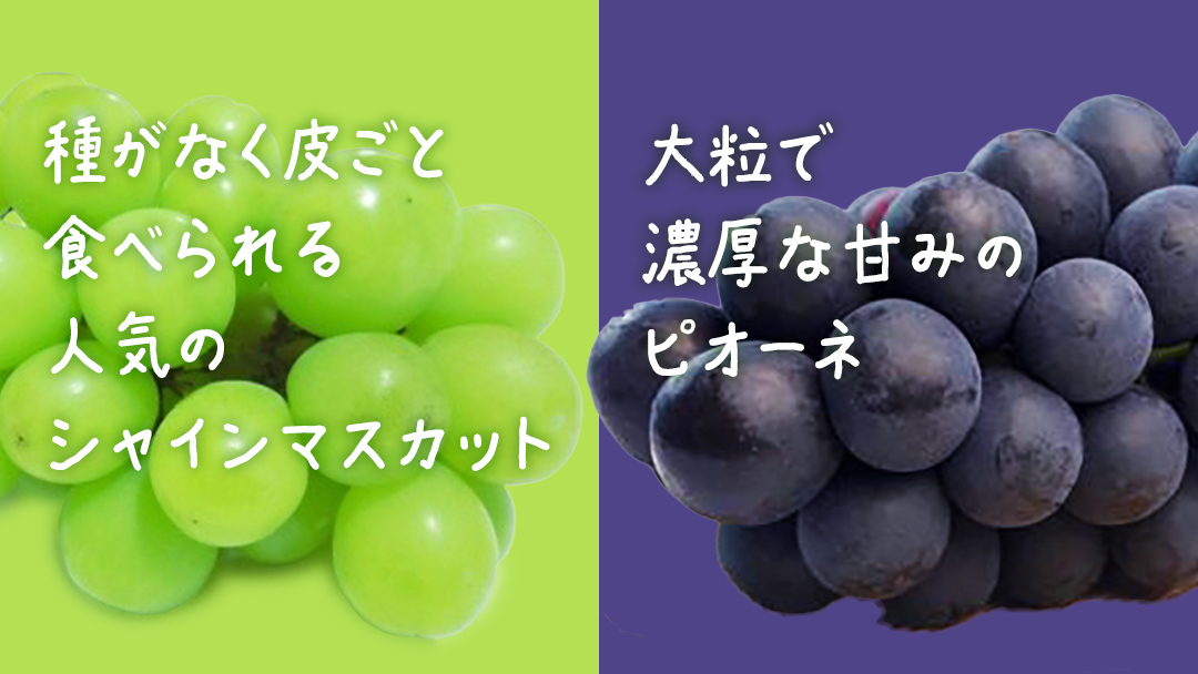 【 お中元 桐箱入り 】 シャインマスカット & ピオーネ (各１房) 【2026年7月上旬発送開始】(茨城県共通返礼品：大子町) ぶどう 葡萄 マスカット フルーツ 果物 贈答用 ギフト 贈り物