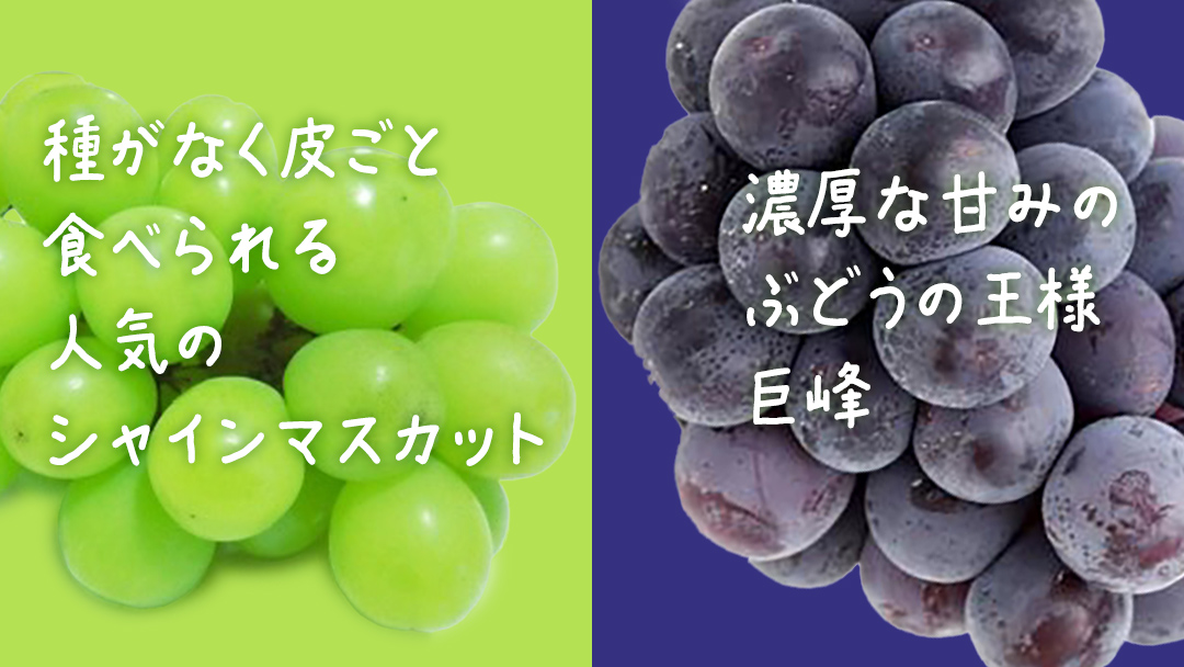 【 お中元 桐箱入り 】 シャインマスカット & 巨峰 (各１房) 【2026年7月上旬発送開始】(茨城県共通返礼品：大子町) ぶどう 葡萄 マスカット フルーツ 果物 贈答用 ギフト 贈り物